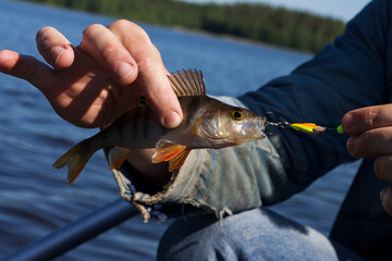 The hands of a man hold a caught fish on the lake. The perch is caught on the bait with a hook in...