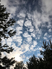 Obraz premium Forest trees against a blue sky with white clouds on a summer day. Coniferous trees in the forest. Hiking and tourism concept. travel background