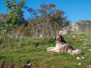 A dog (collie) laying in the grass on the mountain