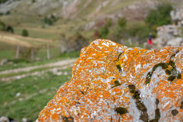 orange golden lichen on the stone (rock) with blurry background
