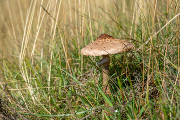 A flat grown parasol mushroom in the grass in the field