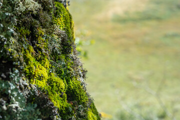 Green moss on tree with blurred background and neutral space