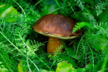 Bay bolete mushroom in the forest fern