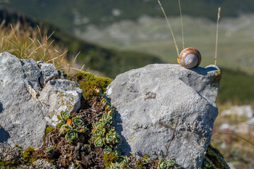 Snail shell on stone with lichen surrounded by moss and houseleeks with blurred background