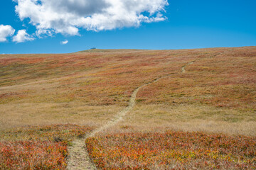 Trail to heaven - mountain trail in a dry blueberry meadow with blue sky in the background with few white clouds
