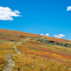 Trail to heaven - mountain trail in a dry blueberry meadow with blue sky in the background with few white clouds