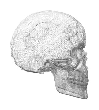Wire frame textured human skull