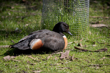 the Australian Shelduck is a colorful bird with a black head a white neck stripe and tan chest