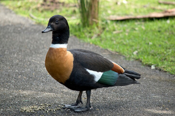 the Australian shelduck has a black head and wings a white stripe on its neck and a tan breast