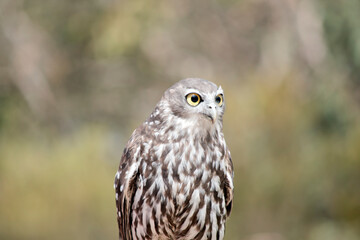 this is a close up of a barking owl looking out for danger