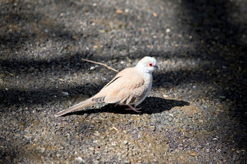 the diamond dove is looking for food in the gravel