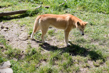 the Australian dingo is golden in color with a bushy tail