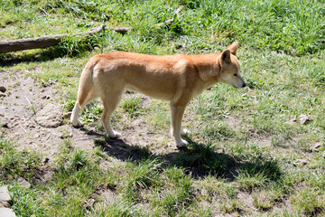 the Australian dingo is golden in color with a bushy tail