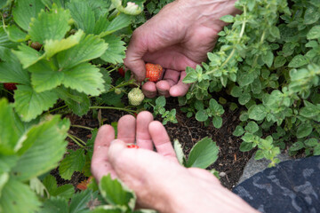 Naklejka na ściany i meble man picks strawberries in his palm, a summer harvest of berries, fruit picking, 