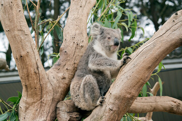 Fototapeta premium the koala is sitting in the fork of the tree