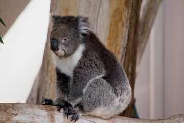 the koala is a grey marsupial with fluffy ears and a white chest