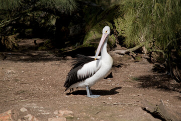 the pelican is a black and white sea bird