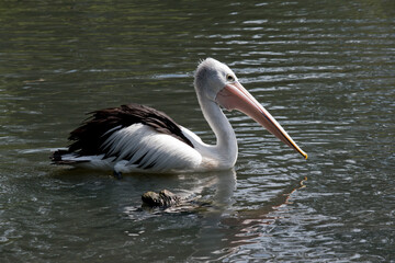 Fototapeta na wymiar the australian pelican is a white and black seabird with a pink bill