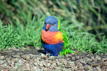 this is a close up of a rainbow lorikeet standing on pebbles
