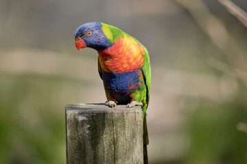 the rainbow lorikeet is perched on a fence railing