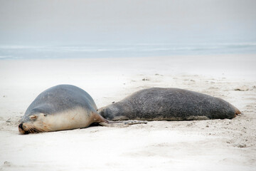 the sea lion is grey on the top and white on its bottom