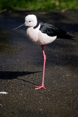 the black stilt is a black and white seabird