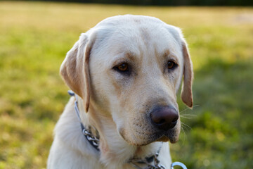 Portrait of a yellow lab dog. Natural lighting green background kind face.