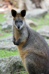 Naklejka na ściany i meble the swamp wallaby is a large grey wallaby with a tan arms and top of head