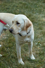 Yellow labrador dog looking to the side. Natural lighting pale dog on red leash. 