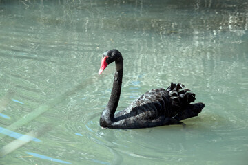 the black swan is a black seabird with a long neck and a red beak with a white stripe