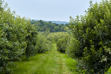 Fototapeta na wymiar Apple Orchard Path. Green summery landscape with road between fruit trees.