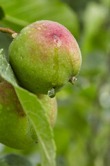 Natural blushing apple over a leaf with a water droplet. Green orchard background.