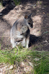 The tammar wallaby is a small grey wallaby with tan arms and white cheek stripes
