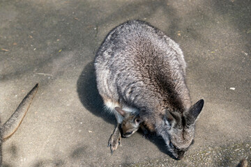 The tammar wallaby has a joey in her pouch they are both eating pellets left by tourists