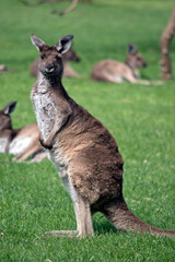 the western grey kangaroo has a brown body with a white chest and long tail