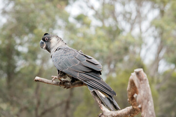 the white tailed black cockatoo is perched on a branch