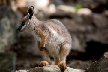 Naklejka na ściany i meble this is a young yellow footed rock wallaby