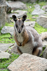the yellow footed rock wallaby has a grey body with tan arms and a white chest