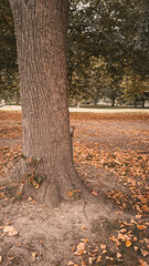 Fototapeta premium Golden and orange autumn leaves in forest natural background