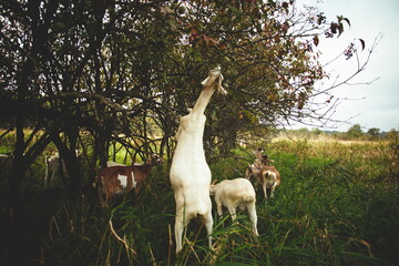 Dairy goats on a small farm in Ontario, Canada. Saanan and Alpine goat herd grazing in a hayfield.
