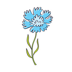 Blue flower centaurea cyanus or cornflower isolated vector illustration