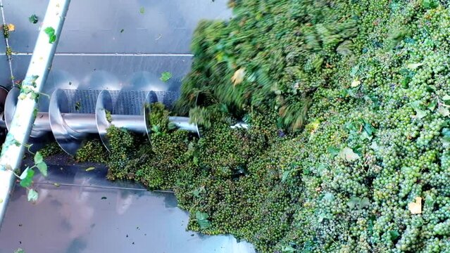 Green grapes in screw grape transportation machinery in modern winery