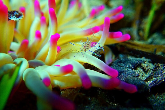 Mediterranean sea glass anemone shrimp - Periclimenes aegylios