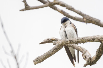 Fototapeta premium spotted woodpecker