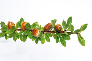 Argan nuts on a branch with green leaves and thorns on an isolated white background