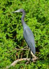 Fototapeta premium Blue Heron