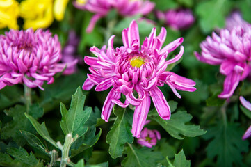 Obraz premium Chrysanthemums blooming in autumn
