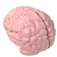 3d rendering illustration of a human brain
