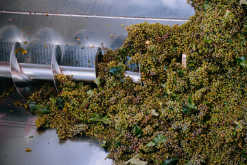Green grapes in auger grape transportation machinery in modern winery