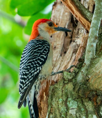 Woodpecker on a tree